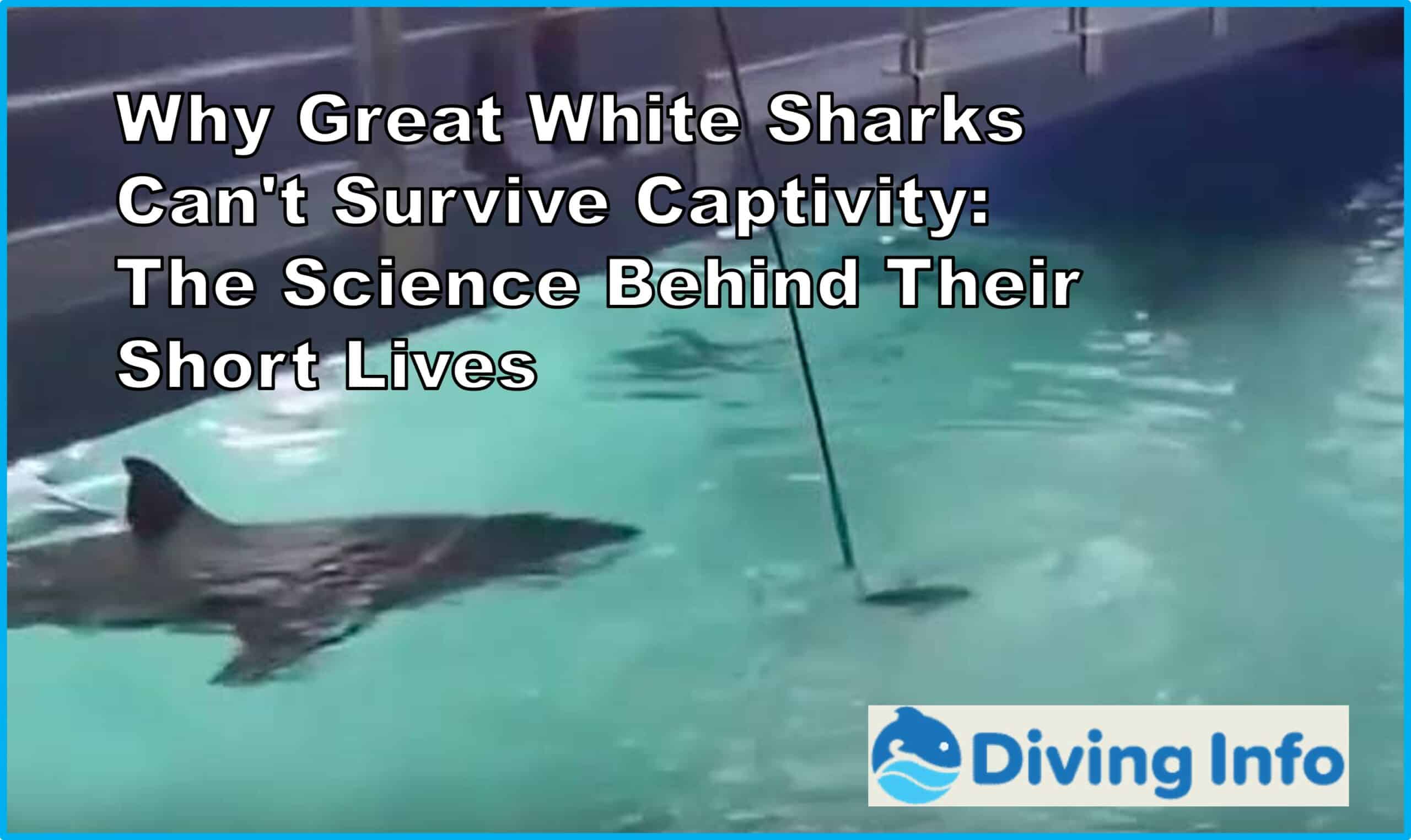 Why Great White Sharks Can't Survive Captivity The Science Behind Their Short Lives