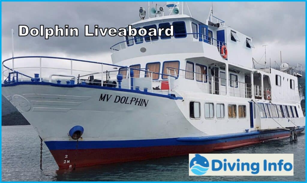 Dolphin Liveaboard