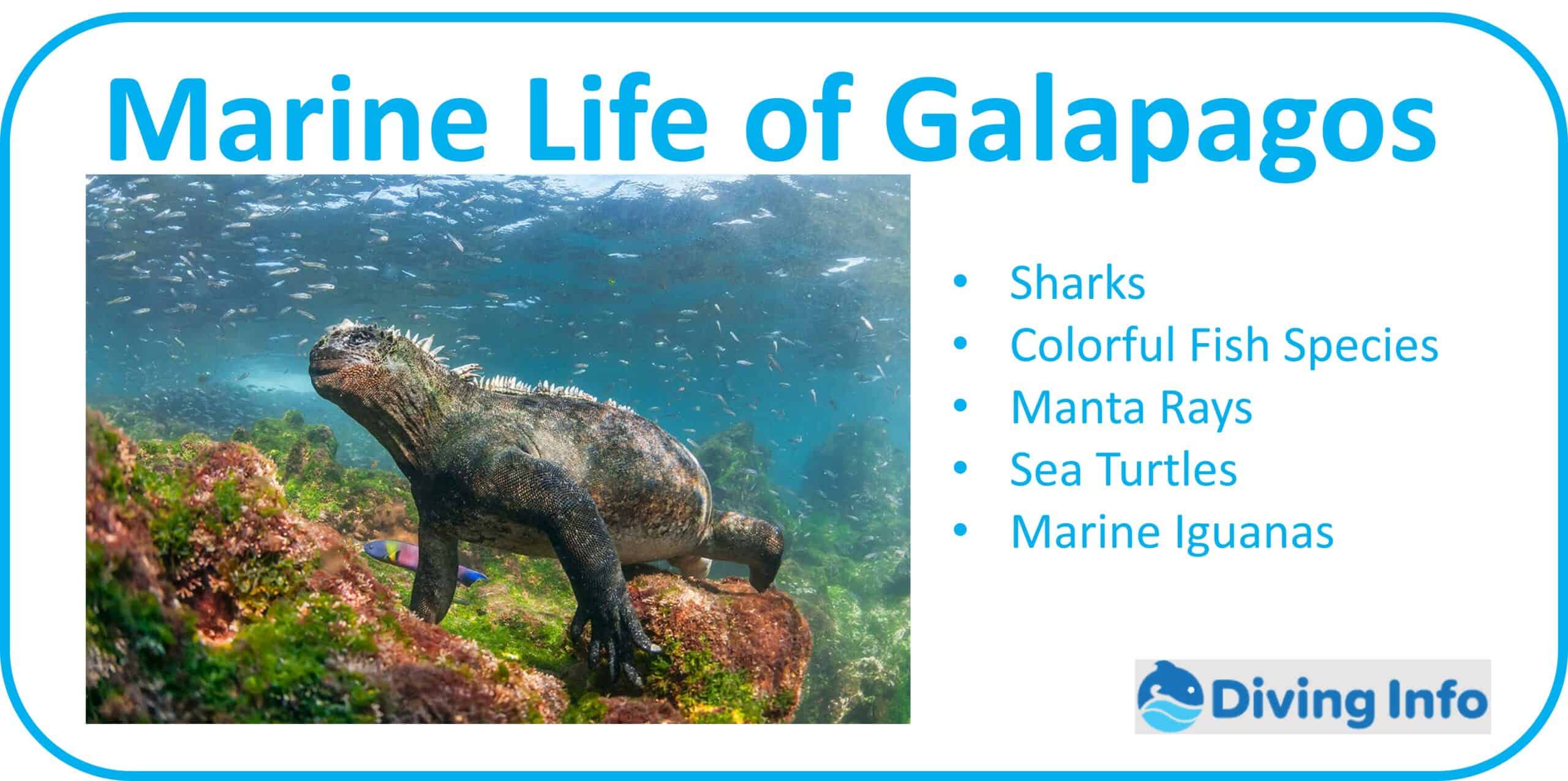 Marine Life of Galapagos